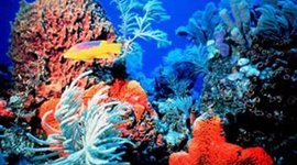 Timeline: Veränderungen und besondere Veranstaltungen des Great Barrier Reefs