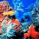 Coral reef