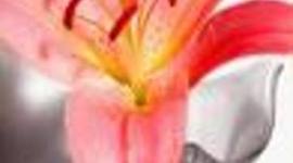 Timeline: my AWESOME timeline