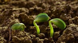 Timeline: AGROECOLOGIA