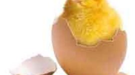 Timeline: nacimiento 2 de noviembre1982