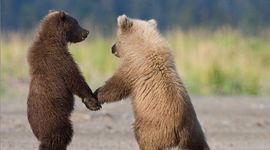Timeline: The Life Cycle of Grizzly Bears