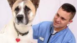 Timeline: Veternarian