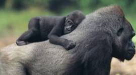 Timeline: S.O.S GORILAS- Martu, Denu y Sofi