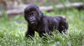 Timeline: S.O.S Gorilas Emma Werthein