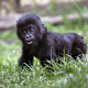 Baby gorilla