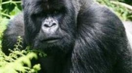 Timeline: S.O.S GORILAS SABRINA