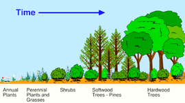 Timeline: Primary succession