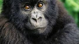 Timeline: S.O.S Gorilas Melisa y Josefina