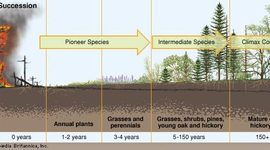 Timeline: Secondary succession