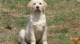 Timeline: Labrador Retrievers