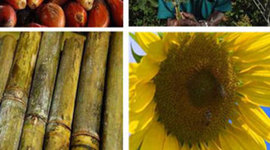 Timeline: Política de Biocombustibles- Biodiésel-en Colombia (2002-2008)