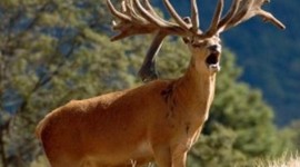 Timeline: history imigrant project