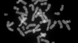 Timeline: The History of Genetics