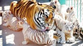 Timeline: Katelyn Wagner