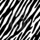 Zebra wallpaper 2