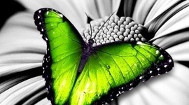 Timeline: Governments