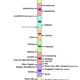 Social network timeline