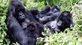 Timeline: S.O.S Gorilas Vicky Gallo and Pri Arslan