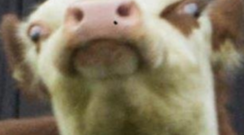 Timeline: 1950's through 2013