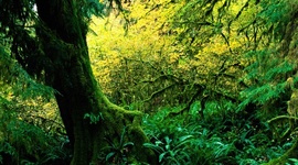 Timeline: S.O.S GORILAS JAZMIN MACFARLANE