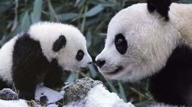 Timeline: Maltrato Animal