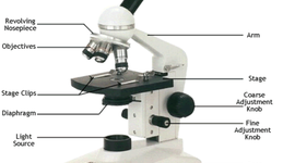 Timeline: The History of the Microscope