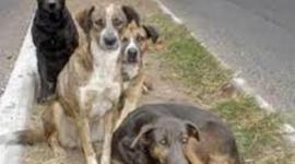 Timeline: Ploriferación Canina