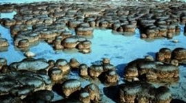 Timeline: Historia de la Tierra