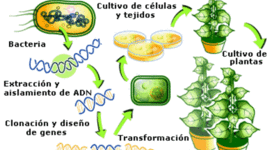 Timeline: Historia de las semillas transgenicas