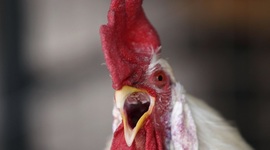 Timeline: China's Economy Skewed By Killer Virus