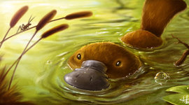 Timeline: Platypus Project