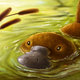 Cute platypus hunting