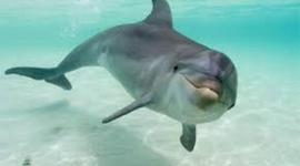 Timeline: Bottlenose Dolphin