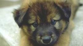 Timeline: yeshashwini's American Revolutionary War