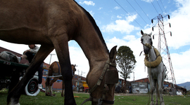Timeline: Proceso de sustitución