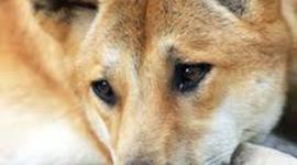 Timeline: THE GOLD RUSH