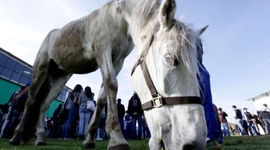 Timeline: NOTICIAS DE LA SUSTITUCIÓN