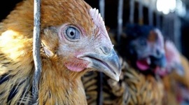 Timeline: Chronicles Of H7N9 In China