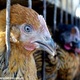 Man dies of h7n9 bird flu in china 1365020238 3381