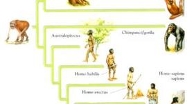 Timeline: Teoria de la evolucion