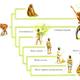 Evolucion de hombre