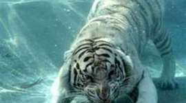 Timeline: Inventions and events