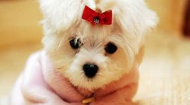 Timeline: Historia Argentina 1800-1900