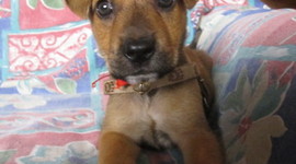 Timeline: linea de tiempo