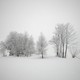 Winter landscapes wallpaper snow frost cold new year trees blizzard snowstorm blizzard