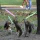 Jedi squirrels