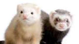 Timeline: The history of ferrets