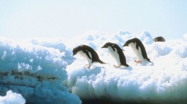 Timeline: Brody's Antarctica Timeline