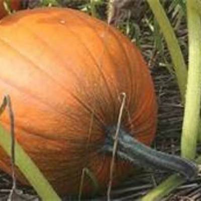 Timeline: From Seed to Pumpkin